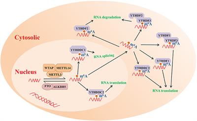 Regulatory Role of the RNA N6-Methyladenosine Modification in Immunoregulatory Cells and Immune-Related Bone Homeostasis Associated With Rheumatoid Arthritis